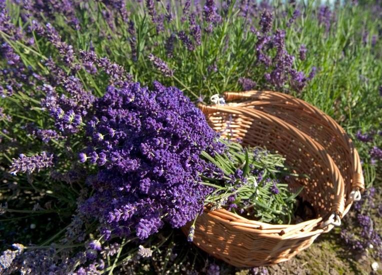 Picking Lavender in the fields and collect them in a cane basket